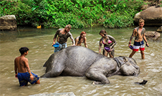 Elephant washing at Elephant Jungle Sanctuary